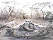 Hobbitt The Desolation of Cock in Virtual Reality