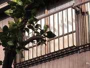 [VOSS-013] 『媽媽，最近沒做嗎？』開始感覺到慾望。波多野結衣 - 3of5