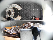 香奈儿酒店时尚潮男潮女开房啪啪啪男的瘦小像麻杆一样纹身挺屌不知道能不能满足这漂亮妹纸呻吟声动听