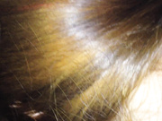 可爱的90后大奶妹子让猪头男干爹给潜规则搞上床了高清无水印